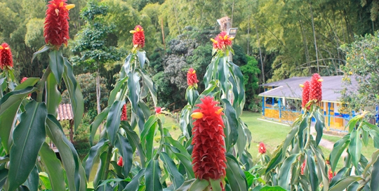 Flora Finca Hotel Los Arrayanes