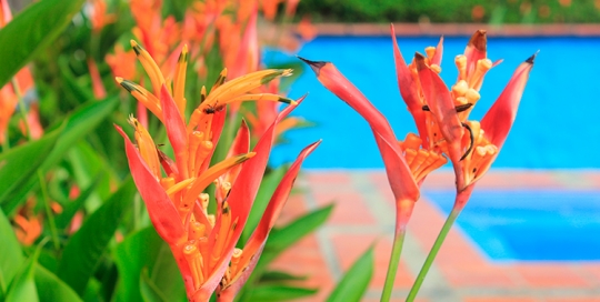 Flora Finca Hotel Los Arrayanes
